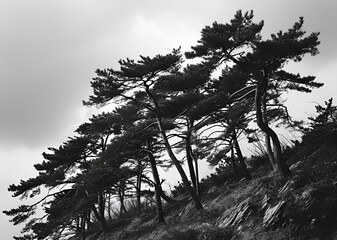 Poster - landscape in the forest