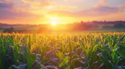 Wall Mural - sunrise over a cornfield with vibrant green stalks and warm golden light in the countryside
