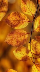 Canvas Print - Golden autumn leaves shining in the sunlight on a branch