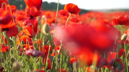 Wall Mural - A field of red poppies is in full bloom. The flowers are scattered throughout the field, creating a beautiful and vibrant scene. The bright red color of the flowers contrasts with the green grass.