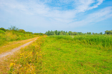 Wall Mural - The edge of a lake with reed and wild flowers in summer,  Almere, Flevoland, The Netherlands, August 13, 2024