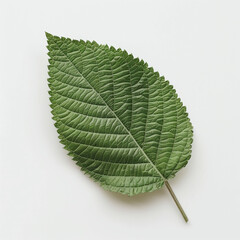 leaf green isolated single nature botany macro vein texture foliage organic natural pattern closeup detail fresh biology plant 