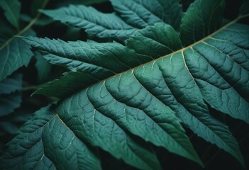 Wall Mural - Dark Green leaf texture Close up Leaf texture background