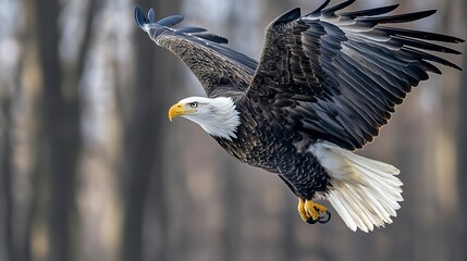 Canvas Print - american bald eagle