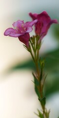 Wall Mural - Close-up of pink flowers with a blurred background in natural light