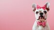 © Viam - Adorable french bulldog with stylish bowtie on pink background