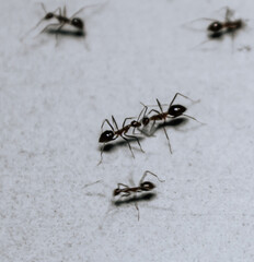 close up selective focus of worker ants getting sugar food to take to the indoor colony house on a white background