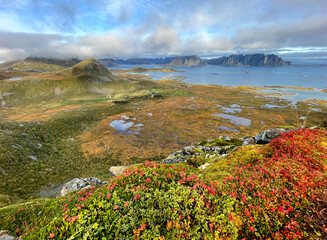 Canvas Print - scenic view on autumnal landscape in norway  with bright red foliage  and fjorf background in Valberg - Lofoten island