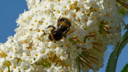 Wall Mural - close-up of a bumblebee (Bombus) feeding on a white flower buddleja buddleia (white profusion) butterfly bush, Wiltshire UK