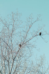 Two bald eagles in a tree