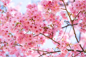 Wall Mural - Closed up background of pink color flower sakura (cherry) blossom