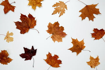 Wall Mural - Golden orange autumn leaves of maple tree on white background. Top view