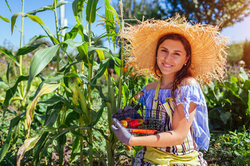 Happy gardener checking corn in summer garden holding basket with picked vegetables. Growing organic food