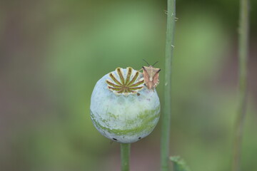 Poster - Sweden. Papaver somniferum, commonly known as the opium poppy or breadseed poppy, is a species of flowering plant in the family Papaveraceae. 