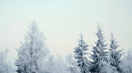 Wall Mural - Frosty trees stand tall against a clear winter sky.