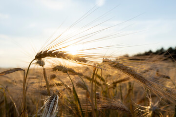 Wall Mural - the yellow sun at sunset in a field with a harvest of rye cereals