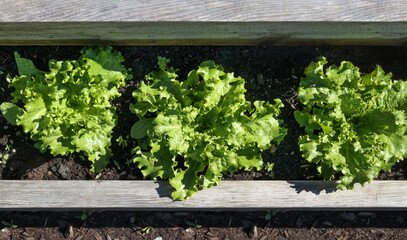 Lettuce plants ready to harvest growing in raised garden bed. Top view of beautiful organic large green curled salad heads growing in a row. Selective focus in center on one lettuce head.