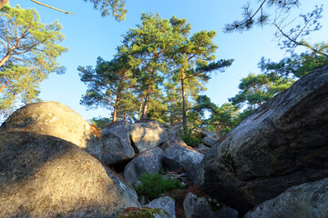 Canvas Print - Hillside of the Sabons rocks in Fontainebleau forest