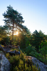 Canvas Print - Hillside of the Sabons rocks in Fontainebleau forest