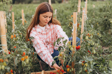 Smiling Woman Harvesting Fresh Ripe Tomatoes in a Lush Green Vegetable Garden on a Sunny Day