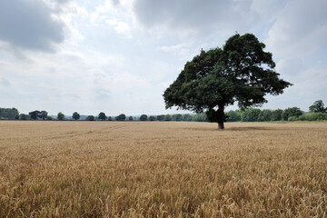 Wheat crop nearing harvest with a lone tree standing in the middle of the field.