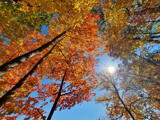 autumn leaves in the sky