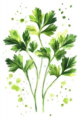 Wall Mural - Parsley Watercolor. Isolated Herb Branches on White Background with Spatter