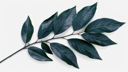 Wall Mural -   A close-up of a leafy branch on a white background, with space for text or an image