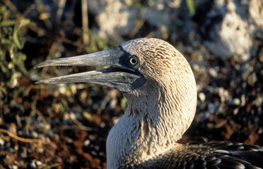 Wall Mural - Fou à pieds bleus,.Sula nebouxii, Blue footed Booby, Archipel des Galapagos