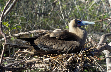 Wall Mural - Fou à pieds rouges, nid,.Sula sula , Red footed Booby, Archipel des Galapagos, Equateur