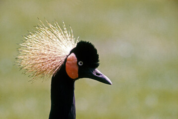 Wall Mural - Grue couronnée, .Balearica pavonina, Black Crowned Crane, Kenya