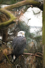 Wall Mural - Bird is standing on the branch in zoo. Summer day in zoo.	
