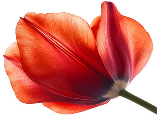 Canvas Print - Close-up of a Red Tulip with Delicate Texture and Soft Lighting