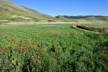 Castelluccio di Norcia the roof of the Apennines and the heart of the Sibillini Mountains