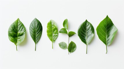 Clean arrangement of green leaves on a white background