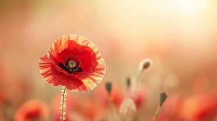 Poster - Single red poppy flower against a soft, blurred background