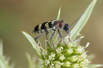 Wall Mural - Closeup on a European Chlorophorus trifasciatus longhorn beetle on a green Field eryngo flower