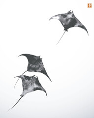 minimalist ink painting of three black manta rays on white background in sumi-e style. hieroglyph - 