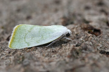 Wall Mural - Detailed closeup on a small lightgreen European Nolidae moth, Earias vernana sitting on wood