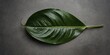 © Den Boro Day - Minimalist Anthurium leaf on concrete plate, from above.