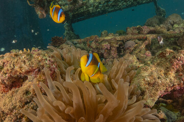 Wall Mural - Clown-fish anemonefish in the Red Sea Colorful and beautiful, Eilat Israel
