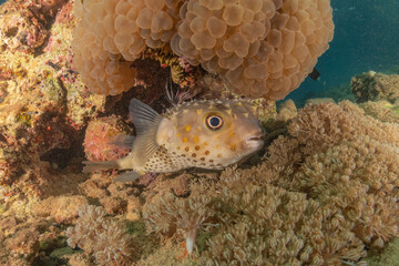 Wall Mural - Fish swimming in the Red Sea, colorful fish, Eilat Israel
