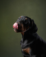 Wall Mural - This elegant Doberman puppy gaze is caught mid-turn, its eyes reflecting intelligence and curiosity