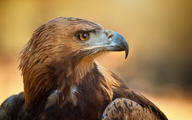 Wall Mural - eagle portrait