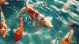 Japanese koi fish swimming in a pool