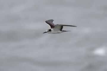 Wall Mural - bridled tern or Onychoprion anaethetus near Elephanta Island Maharashtra, India