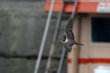 Wall Mural - bridled tern or Onychoprion anaethetus near Elephanta Island Maharashtra, India