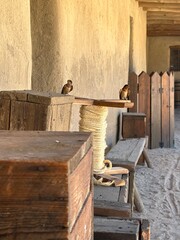 Two swallows rest on a rustic wooden perch against the backdrop of an adobe wall, evoking a serene and timeless scene of simple frontier life. Ideal for themes of nature, tranquility