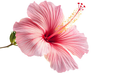 Wall Mural - pink hibiscus flower isolated on white background : 