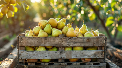 Wall Mural - Wooden crate filled with ripe pears in an orchard.